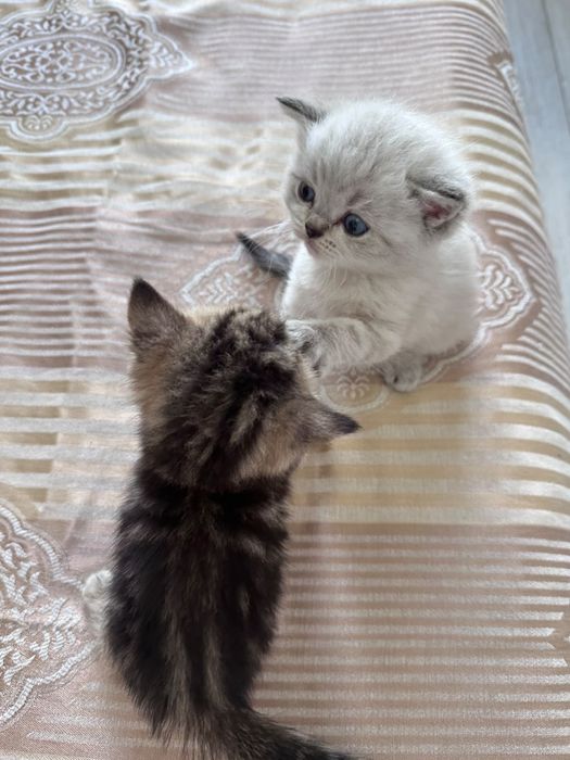 Продам шотландских котят