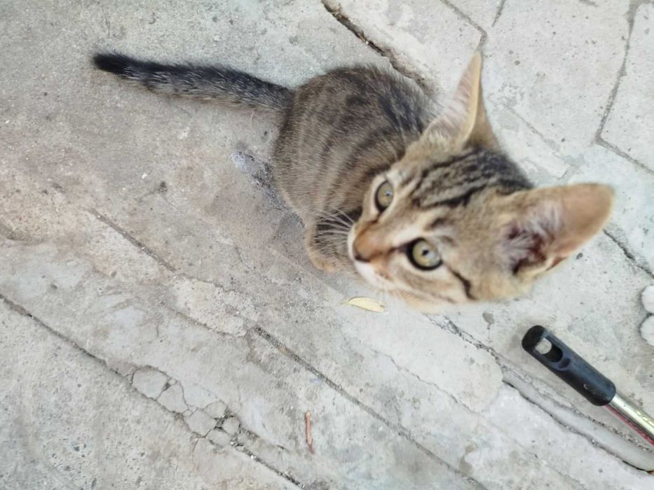 Котка подарявам