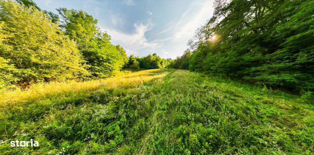 Teren de 11700 mp în mijlocul naturii la 2 ore de București