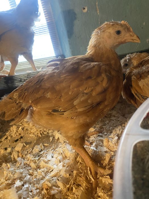 Pui de gaina  varsta 2 luni