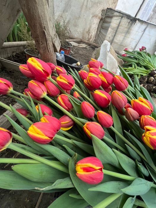 Тюльпаны цветы луковицы