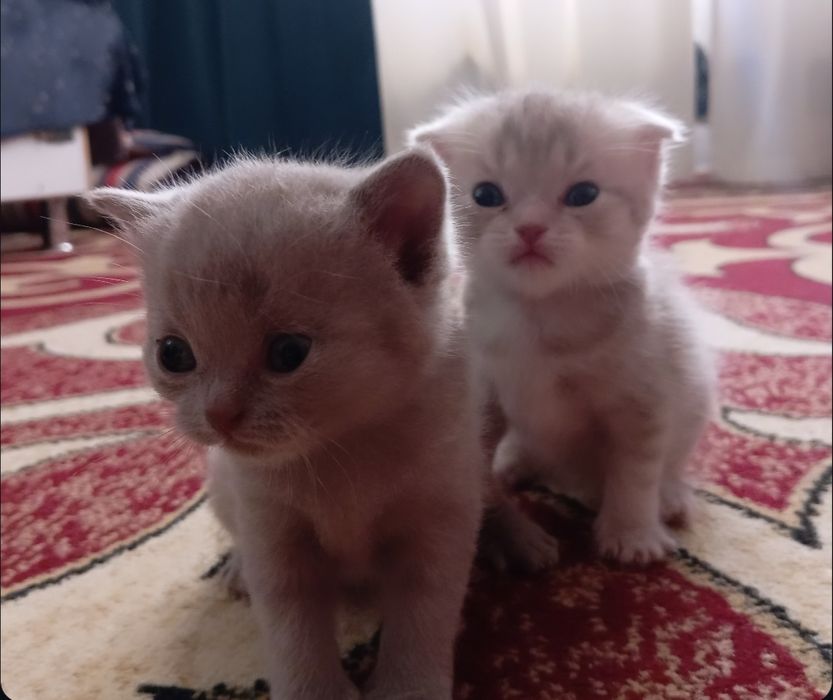 Продам Британских котят