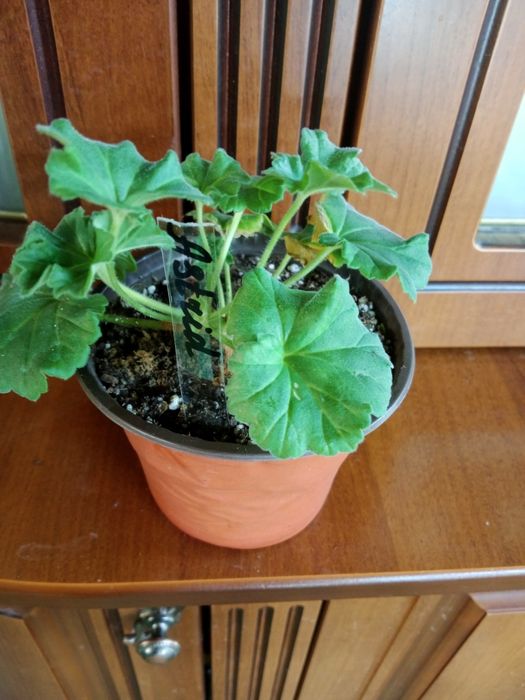 Продам комнатные растения