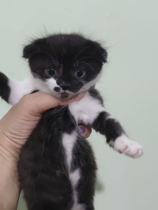 Продаются котята