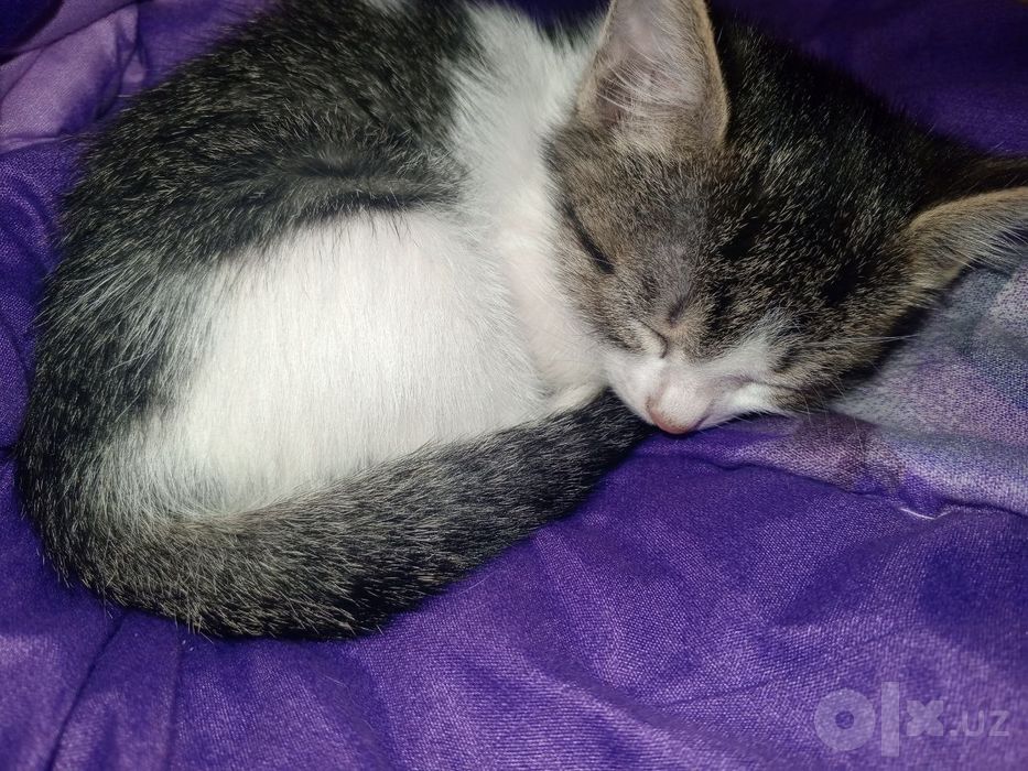 Mushuk.Кошки .котята