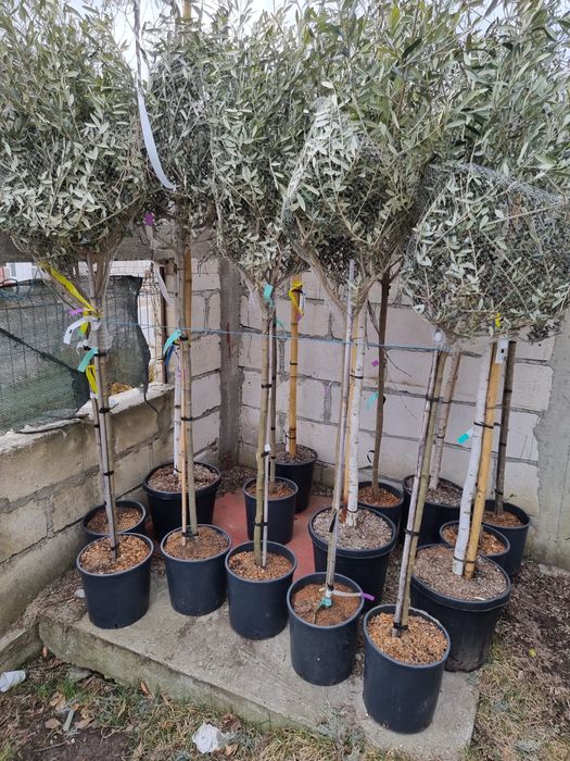 Vand maslin oleo europea (secular)