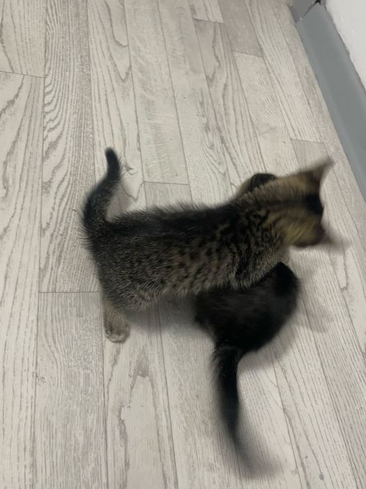Отдам кошки в добрые руки