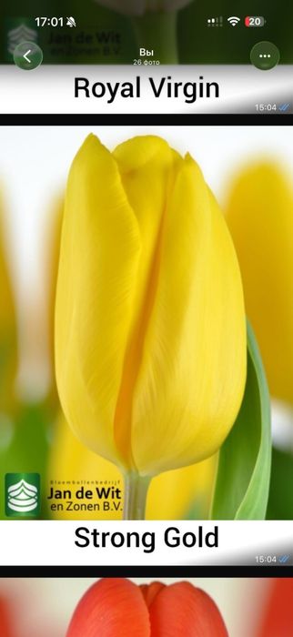 Тюльпаны оптом.