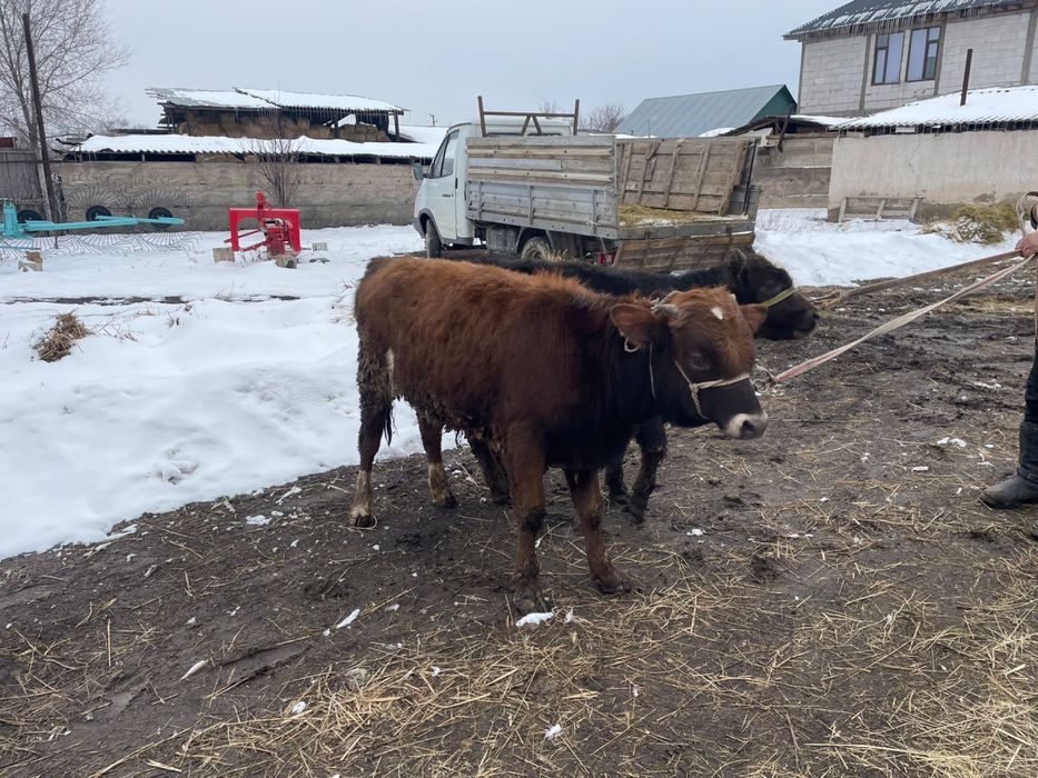 бычоктар сатылады