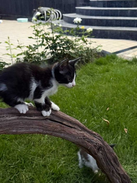 Отдам котят в добрые руки