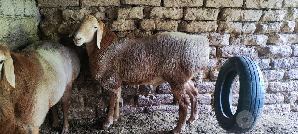 Наслдор қўй қўчқорлар сотилади Qoy Qo‘y Qo‘chqor qochqor