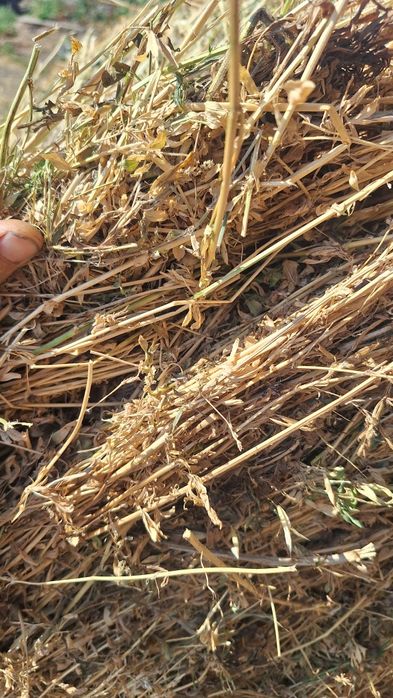 Vând/schimb baloti lucernă/fan