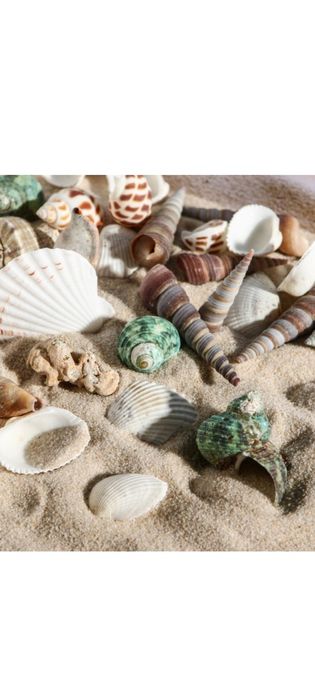 Набор ракушек 100 г, микс