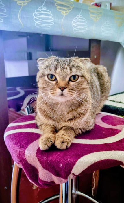 Продам шотландскую вислоухую