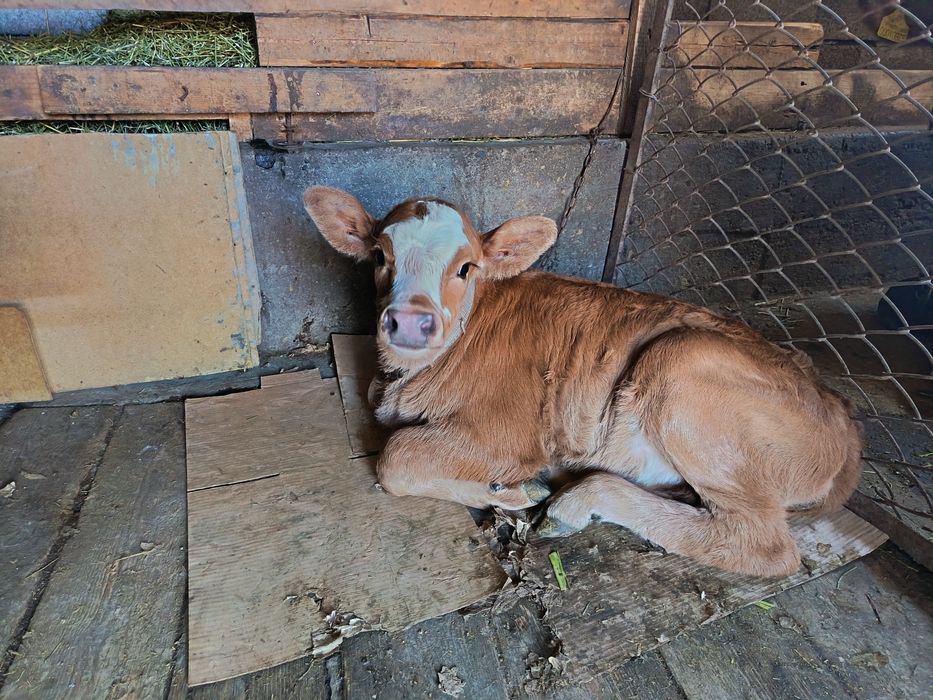 Продаётся телёнок Бұзау сатылады