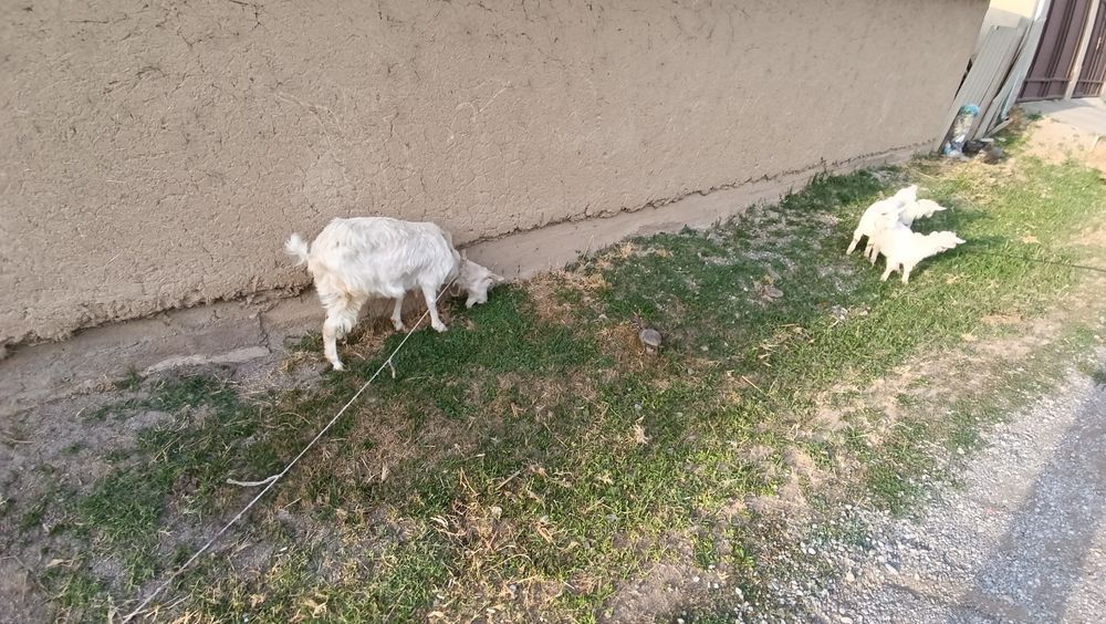 Козлы. Продаётся