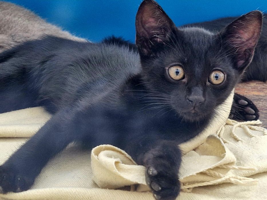 Adoptie pisicute
