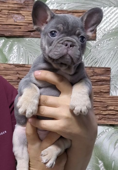 Малыши французики