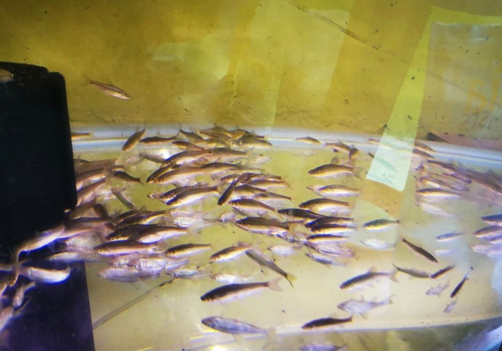 Sanitari de iaz, mananca alge