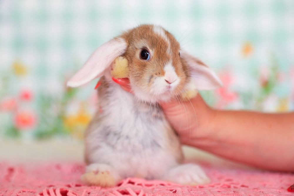 Вислоухие крольчата