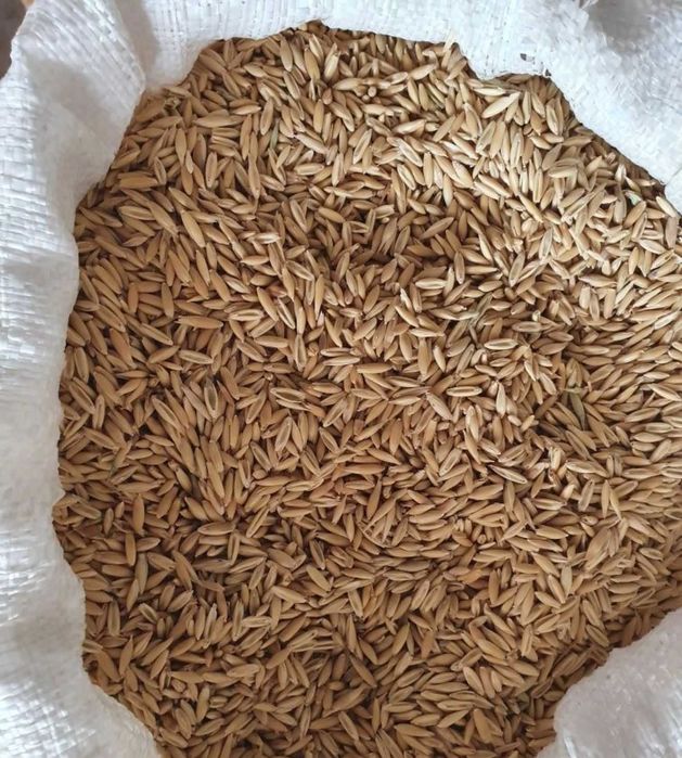 vand cereale, ovaz, mazare, porumb, soia, grau