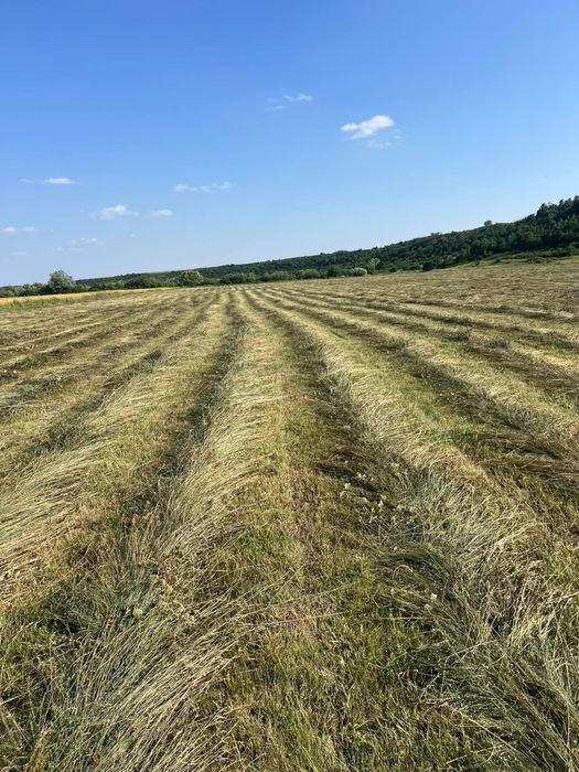 De vanzare baloti de fan si lucerna cantitati  mari si mici!