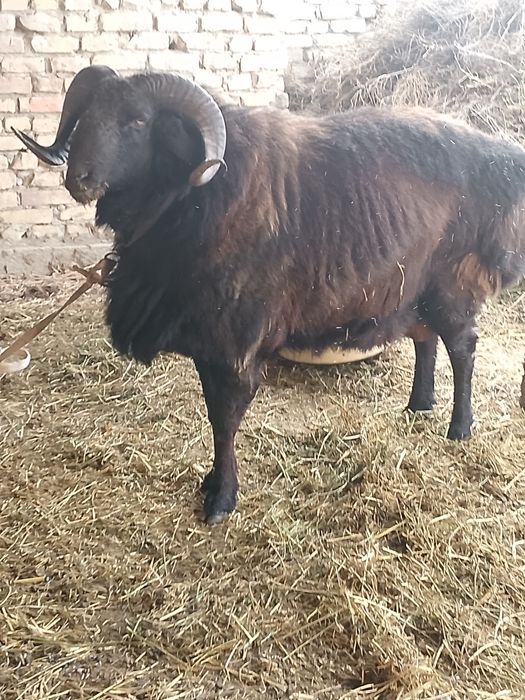 Qõchqor sotiladi 12 milyon