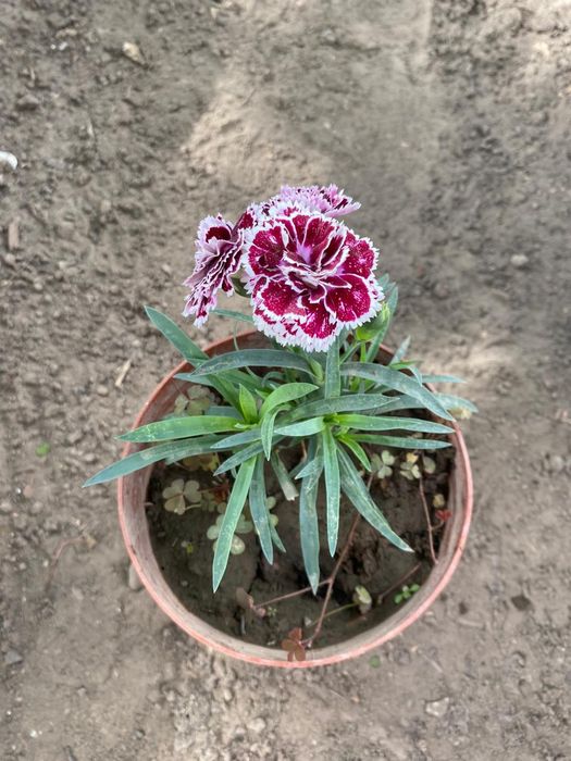 Уличные растения