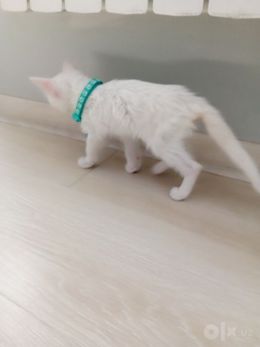 Mushuk bolasi Turk angora juda aqlli va beozor 2.5 oylik rangi oqpoq.