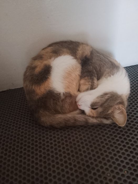 Кошка ласковая и милая