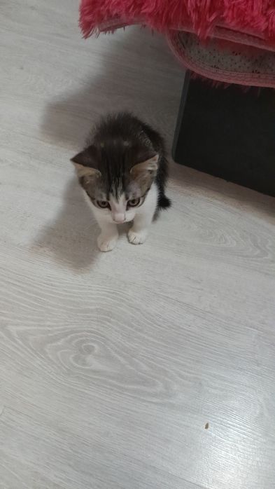 Отдам котят в добрые руки