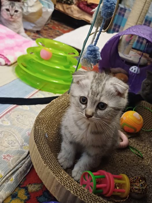 Продаётся Котята.