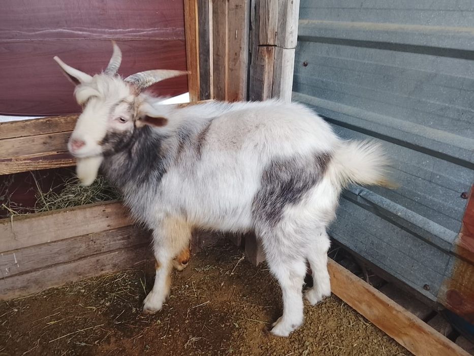 Зааненский теке сатылады,