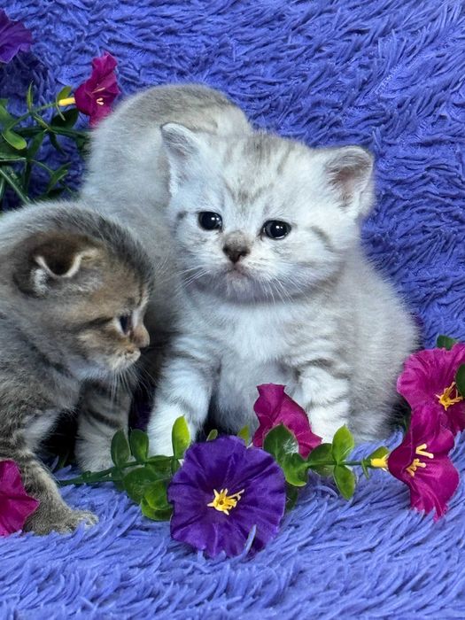 шотландские малыши  шиншиллы