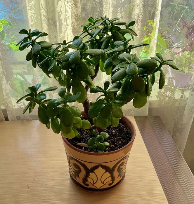 Денежное дерево (толстянка)