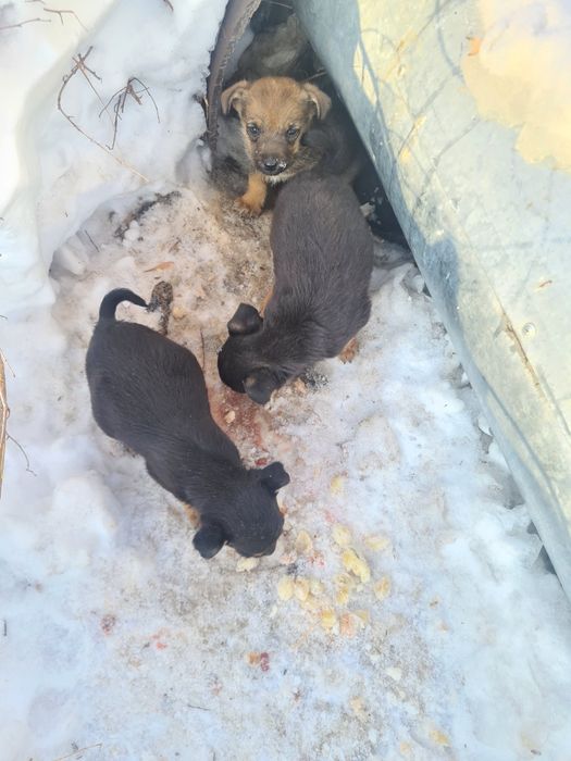 Щенки дворняжки.