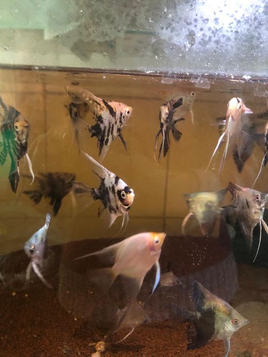 Scalari dungati, marmorati, albi, koi