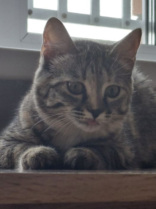 Котенок 5 мес девочка