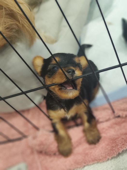 Йоркширски териер