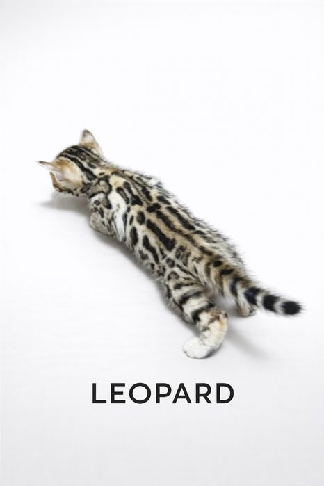 bengal mushuk бенгальский котик