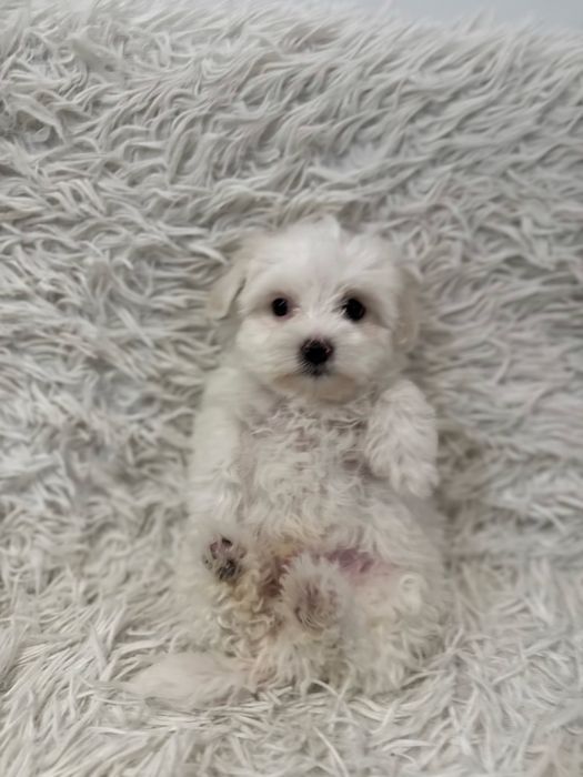 Bichon Frise - Pui - Carnet de sanatate si Microcipare