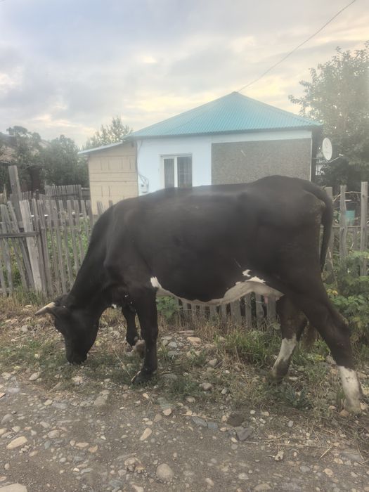 Продам первотелку