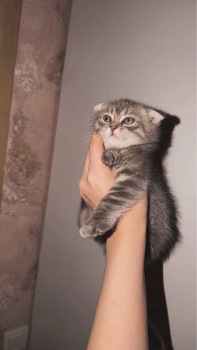 Scottish fold серий