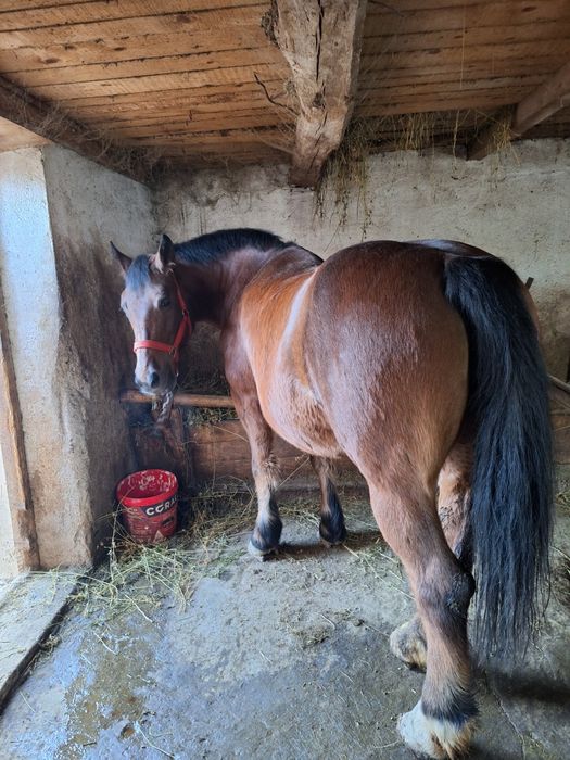 Iapă garantată de vanzare