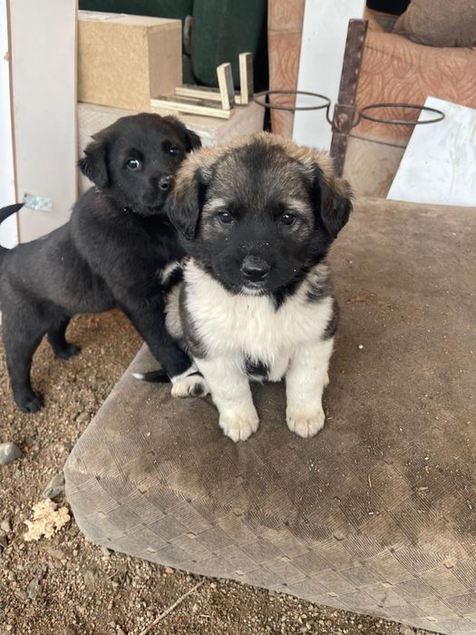 Щенки в добрые руки