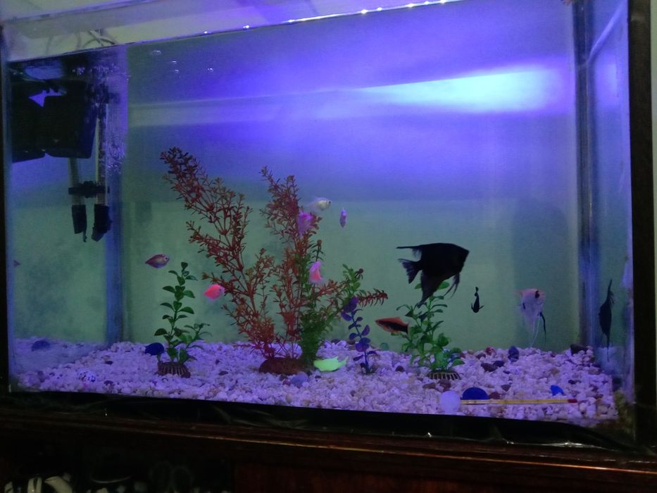 продаю два акварюма 120л  и20л