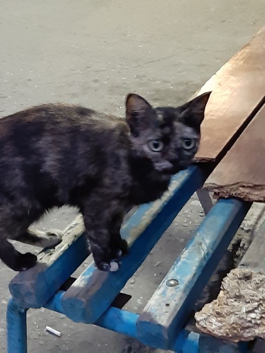 Чудесная девочка в поиске дома