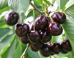 Cireș (Soiul Kordia )