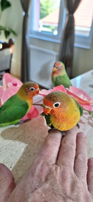 Papagali agapornis pui