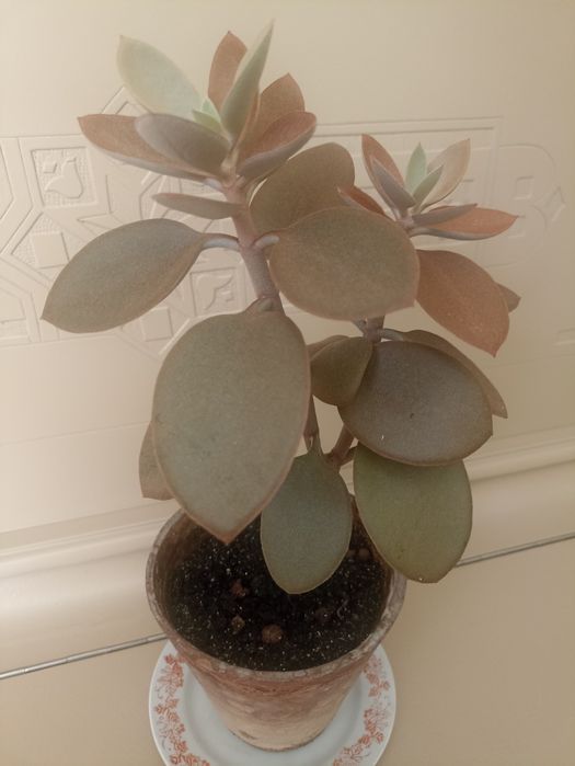 Суккуленты продам